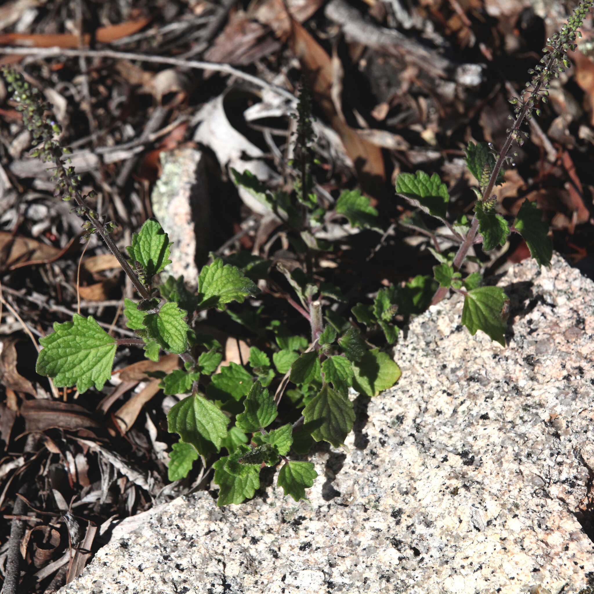 Image de <i>Coleus australis</i>