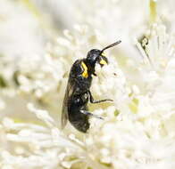 Image of Hylaeus bituberculatus (Smith 1879)