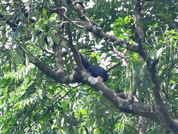 Image of Samar Hornbill