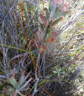 Plancia ëd Leucospermum wittebergense Compton