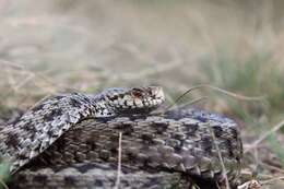 Image of Vipera ursinii macrops Méhely 1911