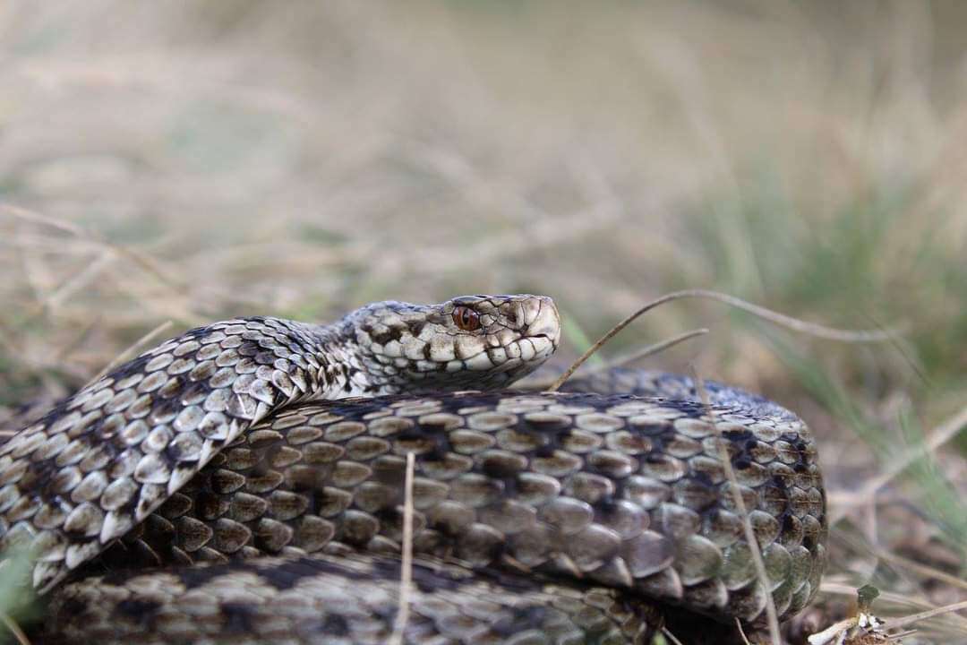 Image of Vipera ursinii macrops Méhely 1911