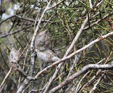 Image of Hakea mitchellii Meissn.