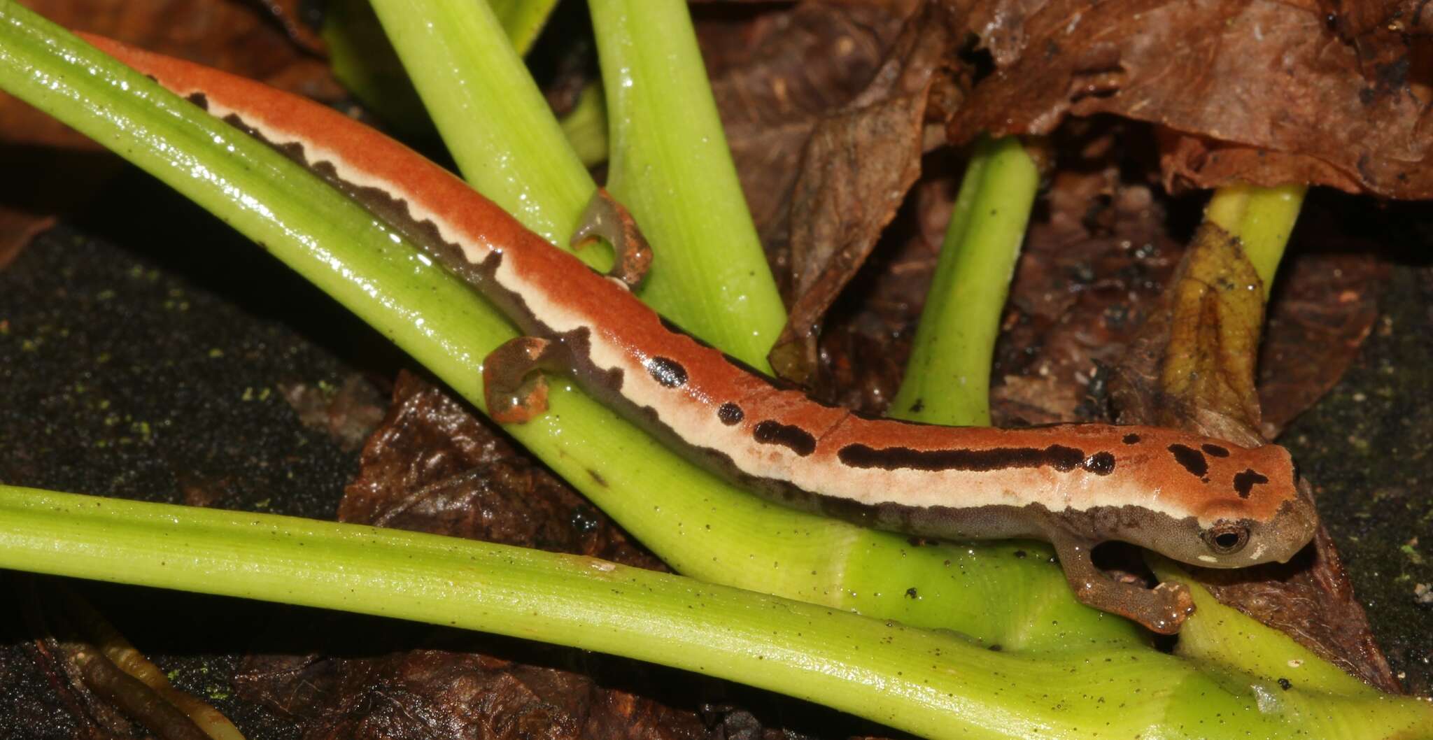 Image of Black-and-Gold Salamander