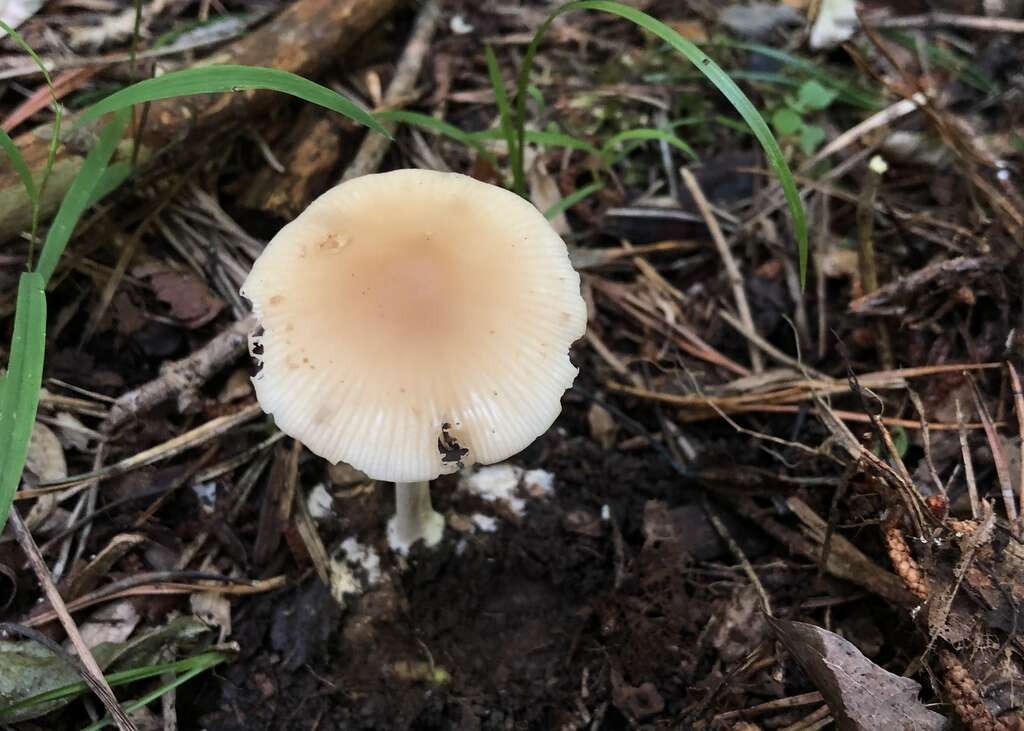 Image of Marasmius strictipes (Peck) Singer 1943