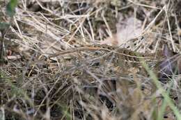 Image of Bunchgrass Lizard