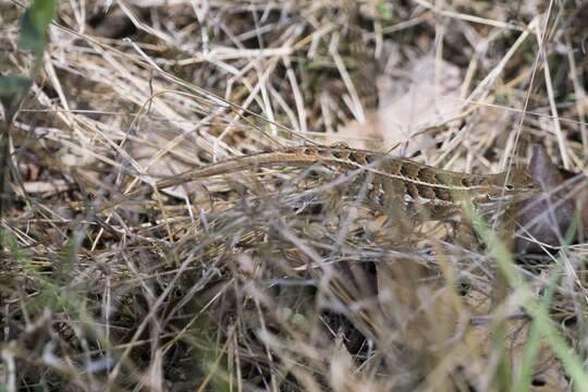 Image of Bunchgrass Lizard