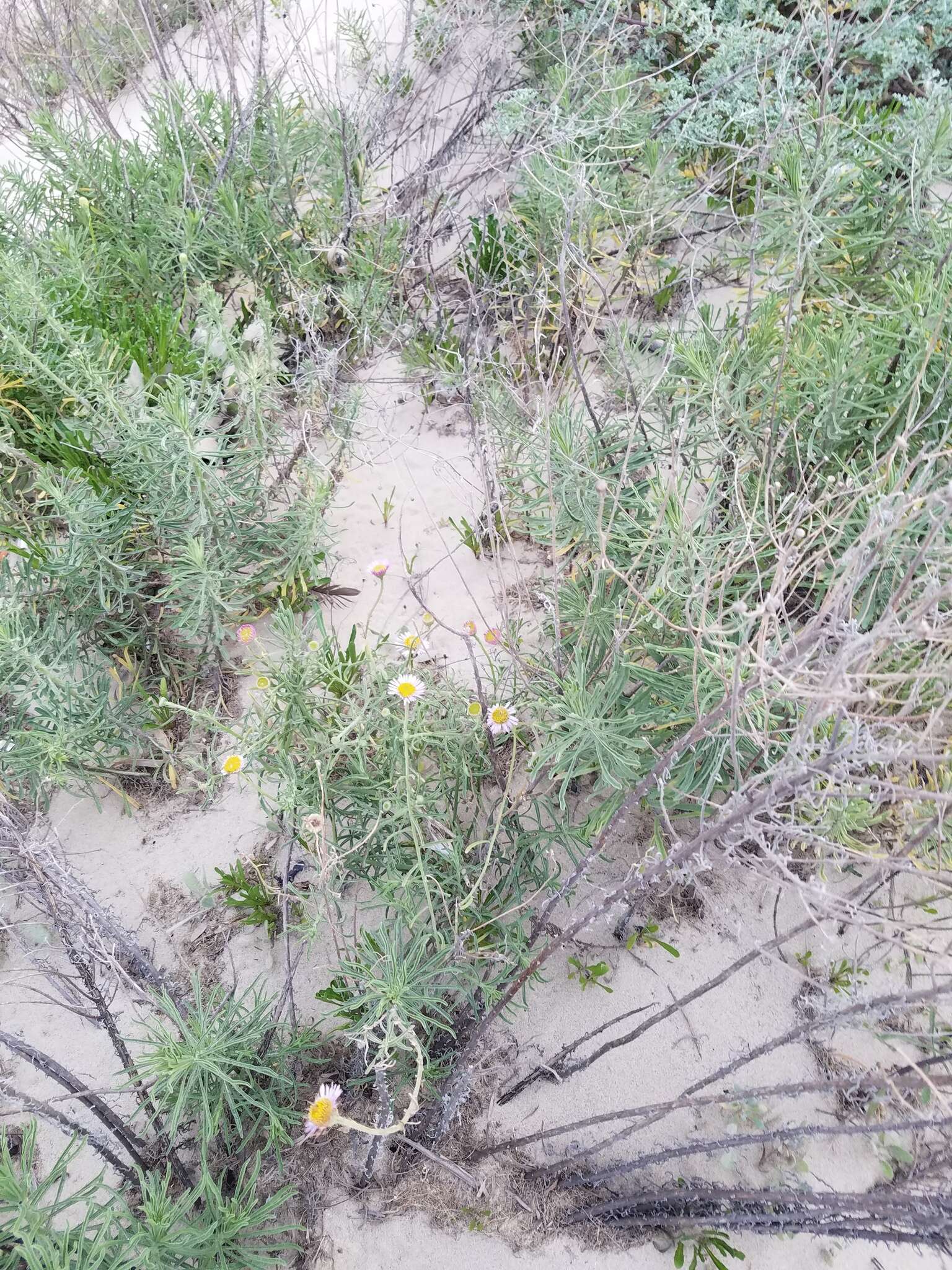 Image of Blochman's erigeron