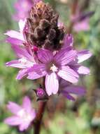 Image of birdfoot checkerbloom