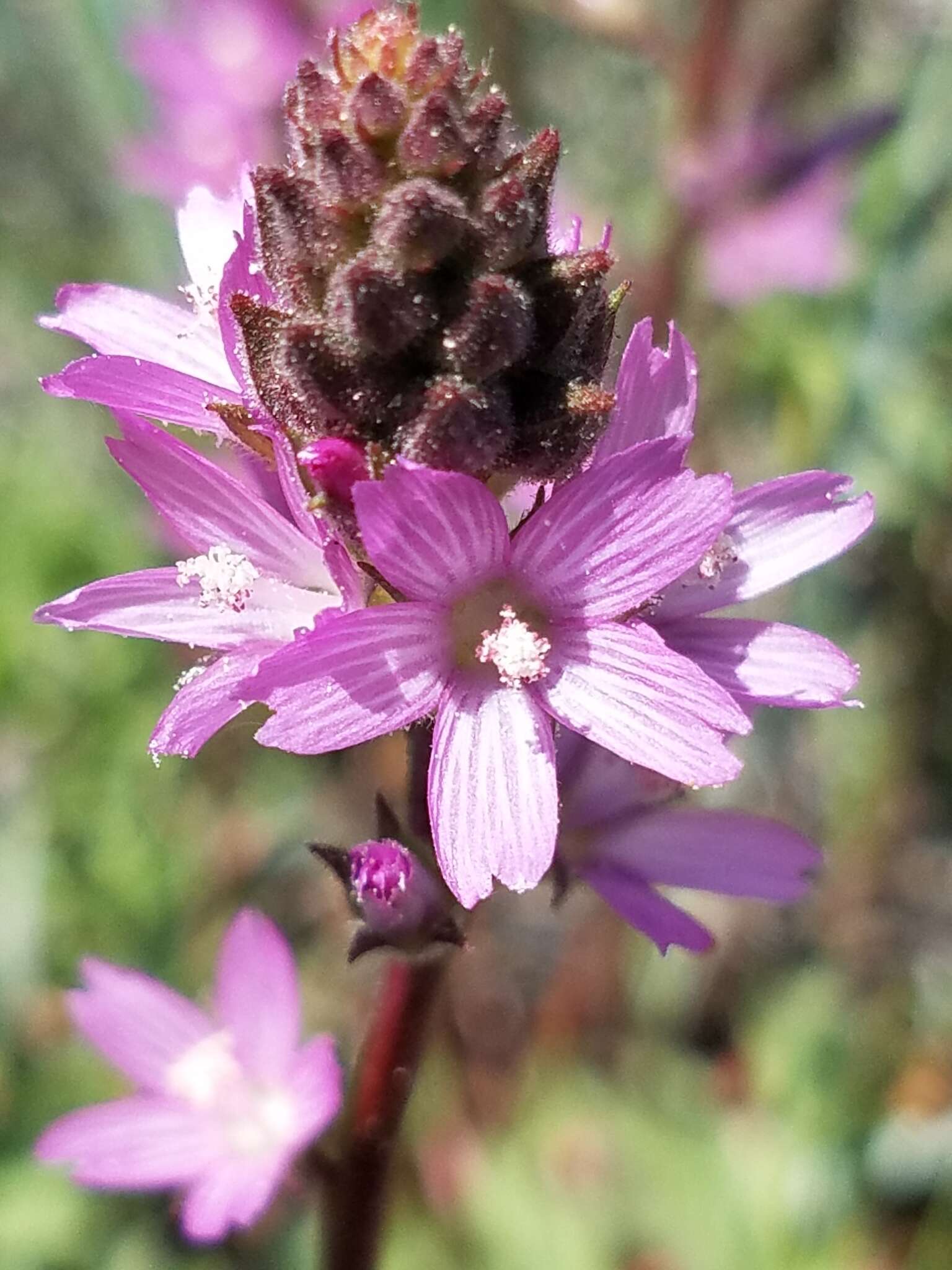 Image of birdfoot checkerbloom