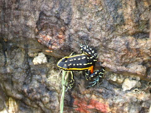 Image of Lutz's Poison Frog