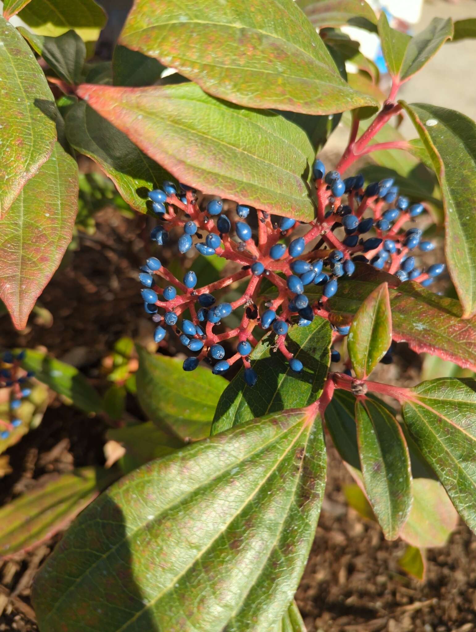 Image de Viburnum davidii Franch.