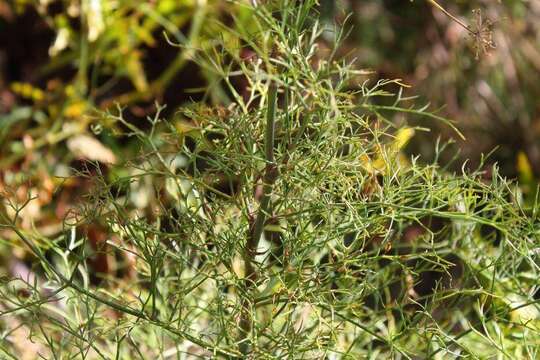 Image of Notobubon tenuifolium (Thunb.) Magee