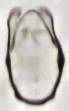 Image of Abelopsocus