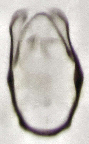 Image of Abelopsocus pardus Schmidt, E. R. & New 2008