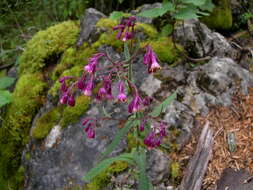 Image of Senecio callosus Sch. Bip.