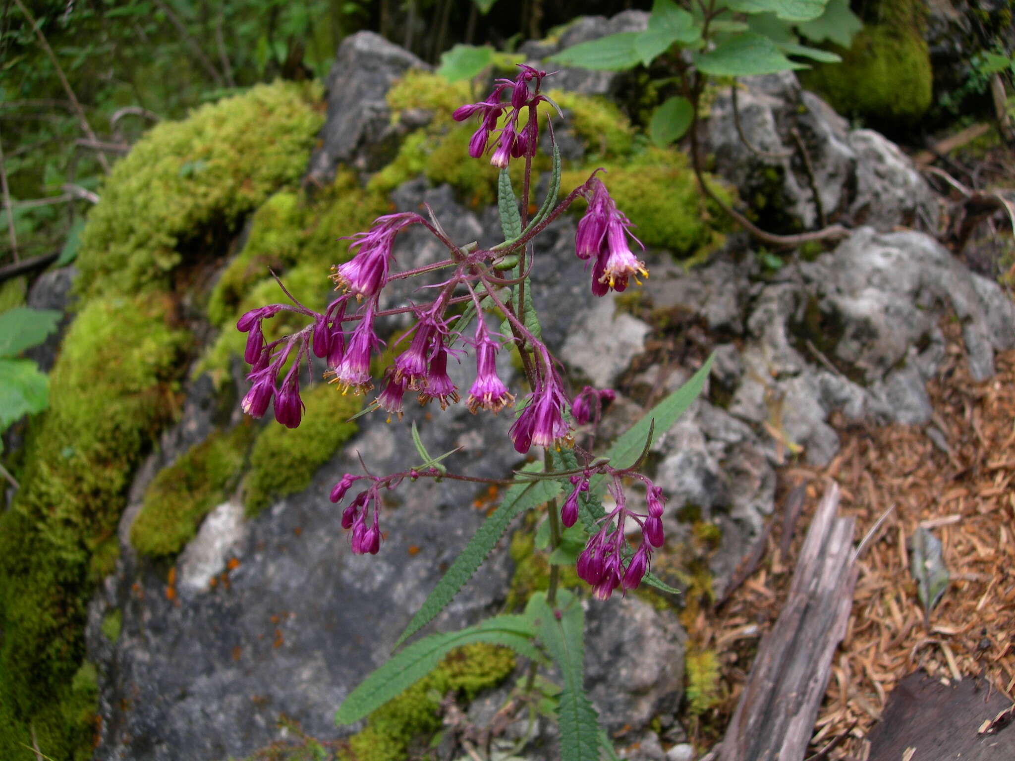 Image of Senecio callosus Sch. Bip.