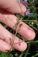 Image of Veronica ponae Gouan