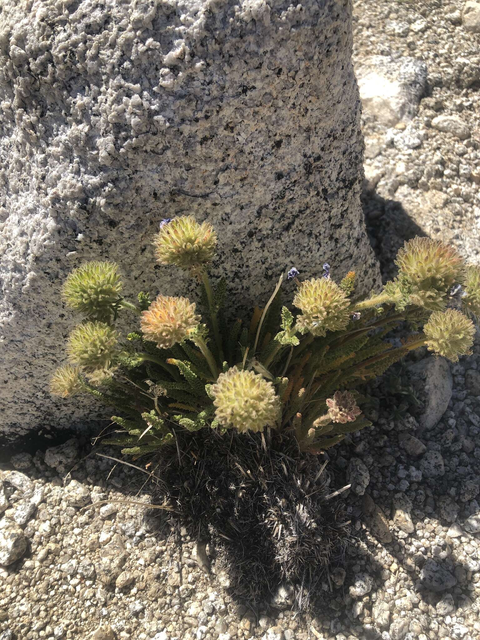 Слика од Polemonium eximium Greene