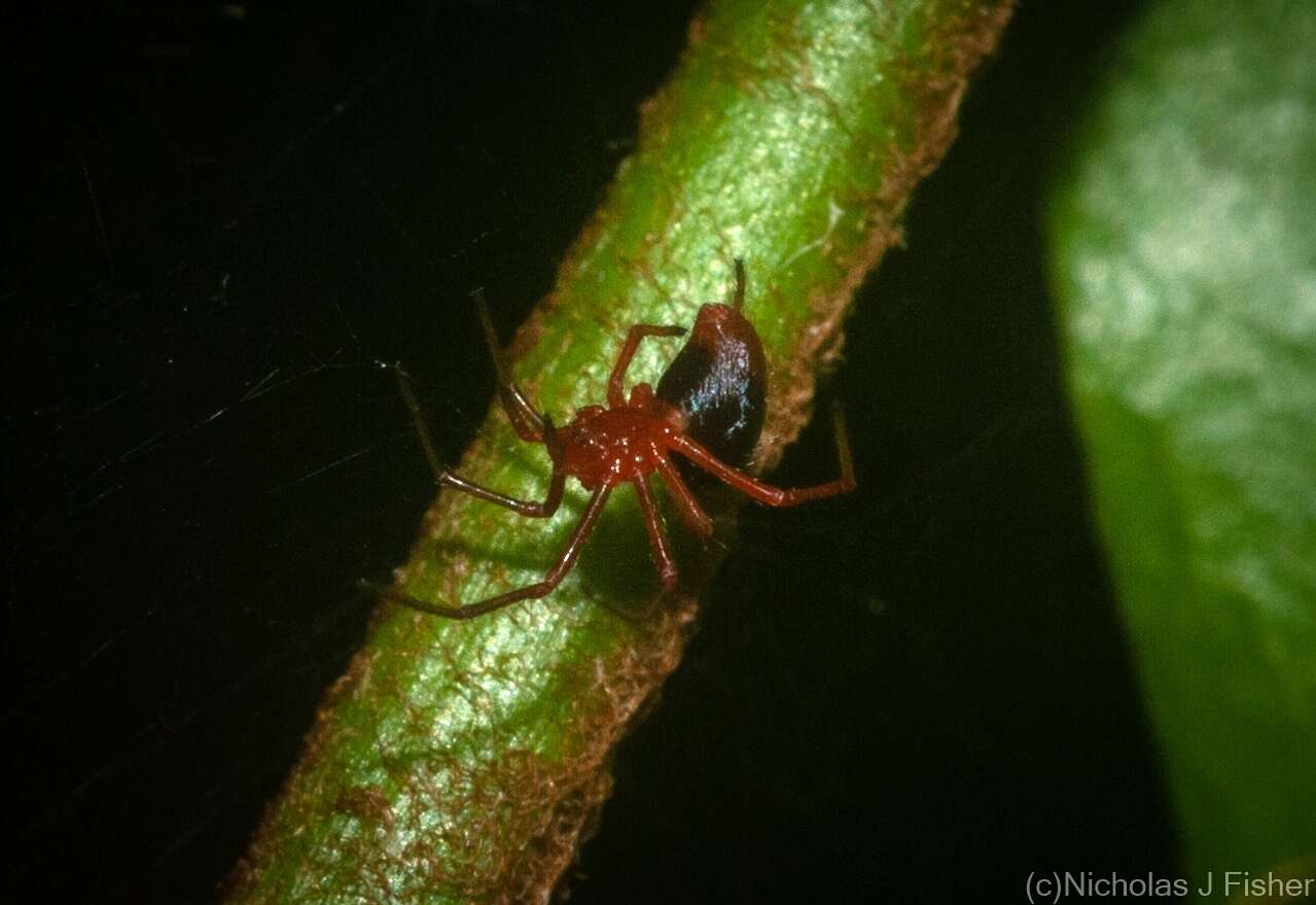 Image of Oncodamus decipiens Harvey 1995