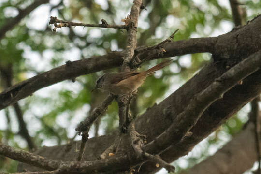 Image of Necklaced Spinetail