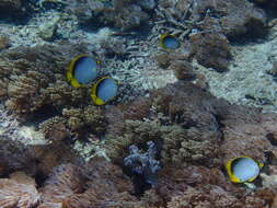 Image of Black-back Butterflyfish