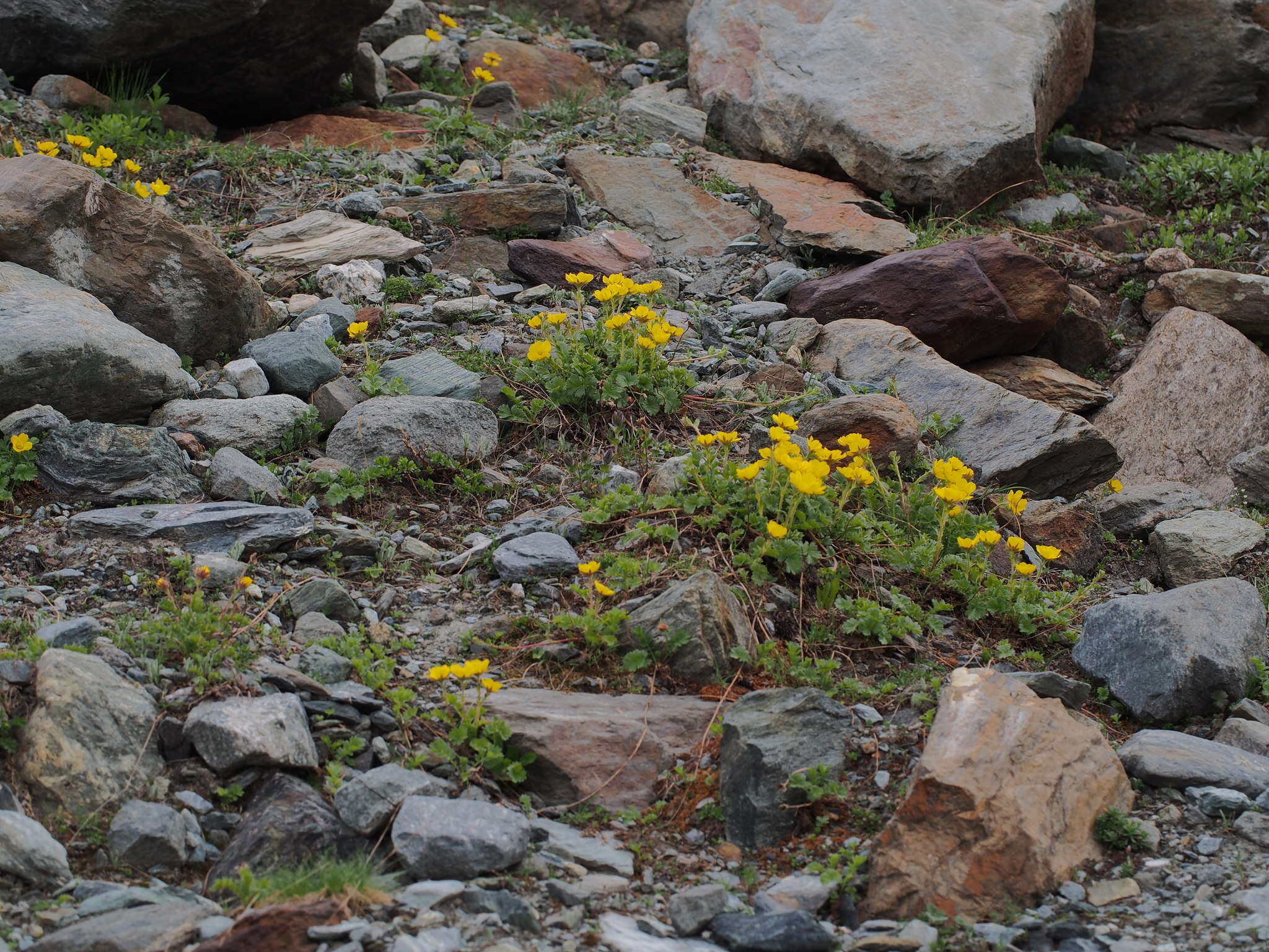 Geum reptans L.的圖片