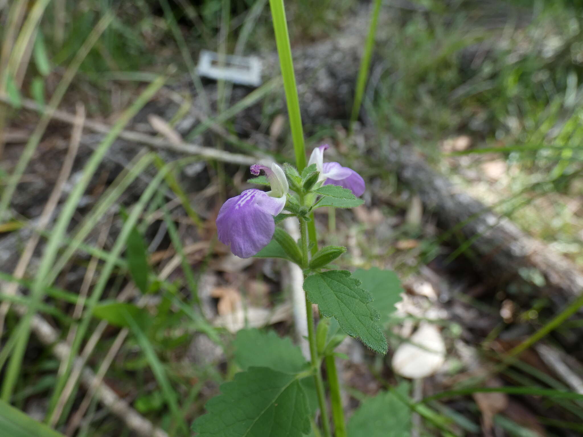 Anisomeles moschata R. Br.的圖片