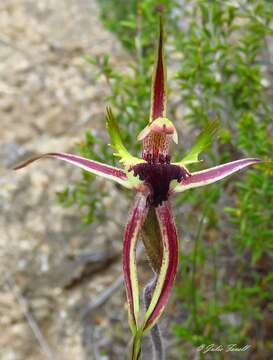 Image of Small mantis orchid