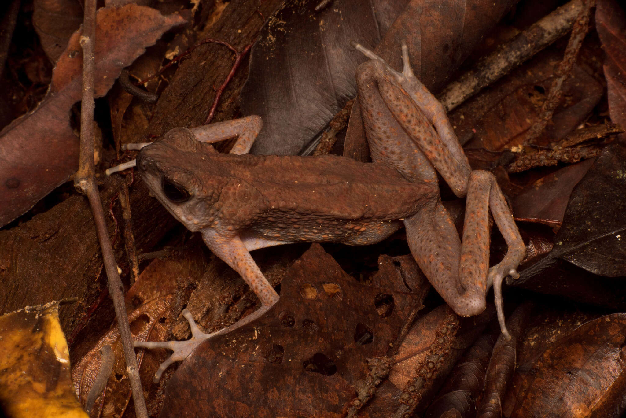 Image of Ansonia leptopus (Günther 1872)