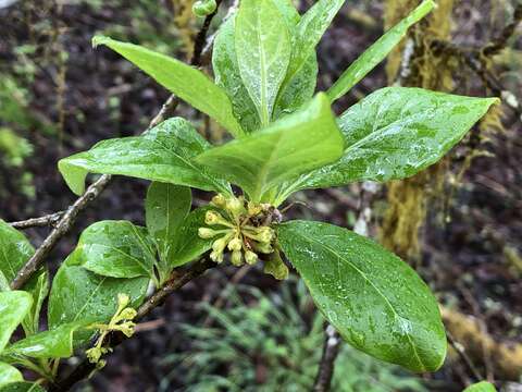 Image of Lindera erythrocarpa Makino