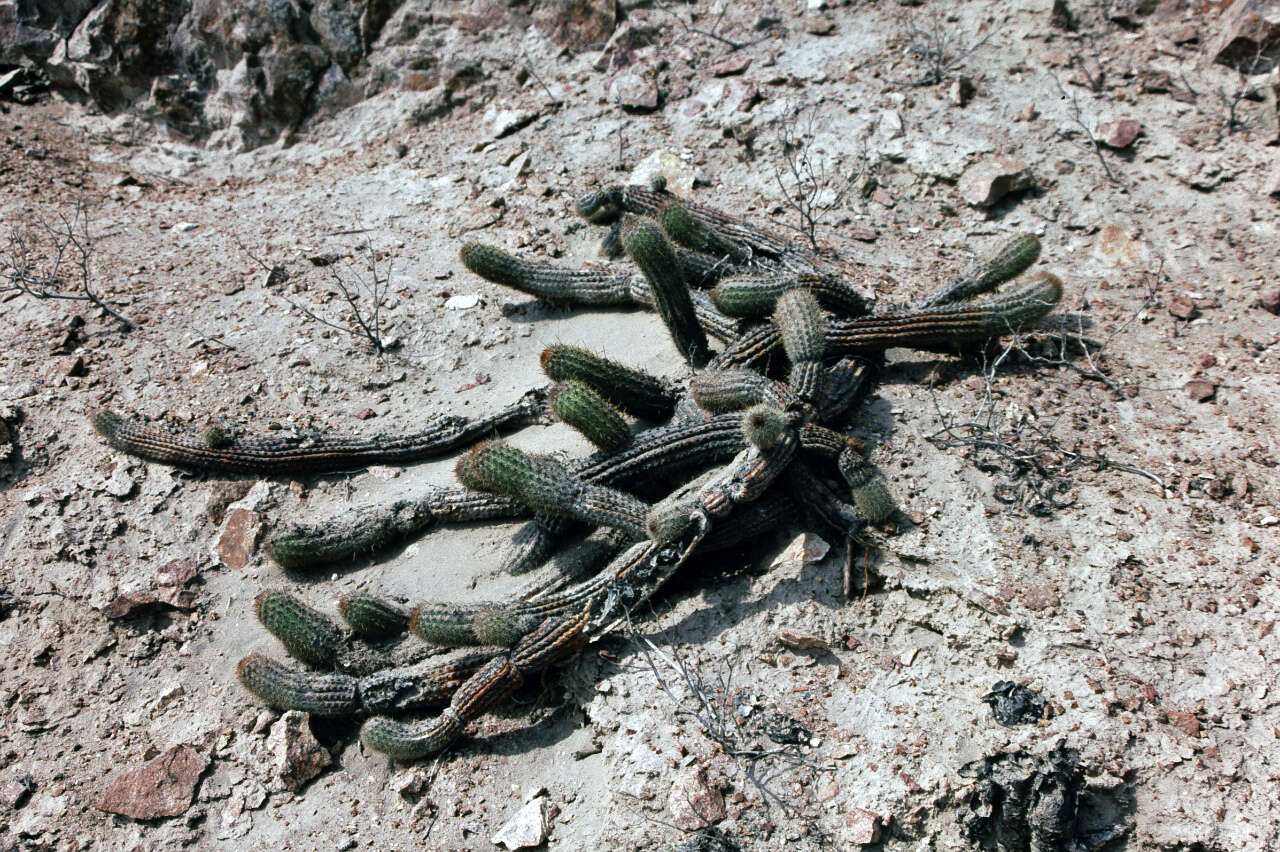 Imagem de Haageocereus decumbens (Vaupel) Backeb.