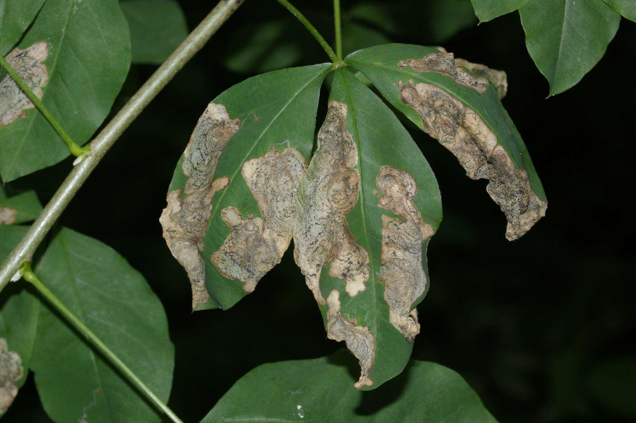 Слика од Leucoptera laburnella Stainton