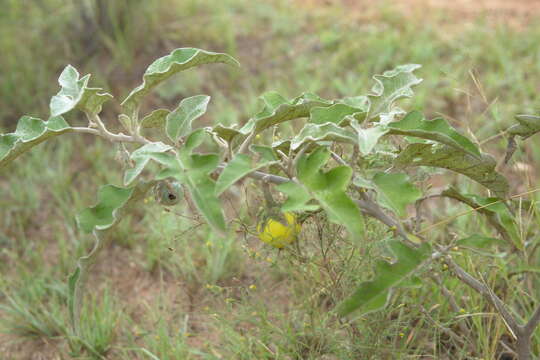 Image of Solanum lichtensteinii Willd.