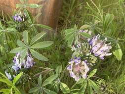 Imagem de Psoralea latestipulata Shinners