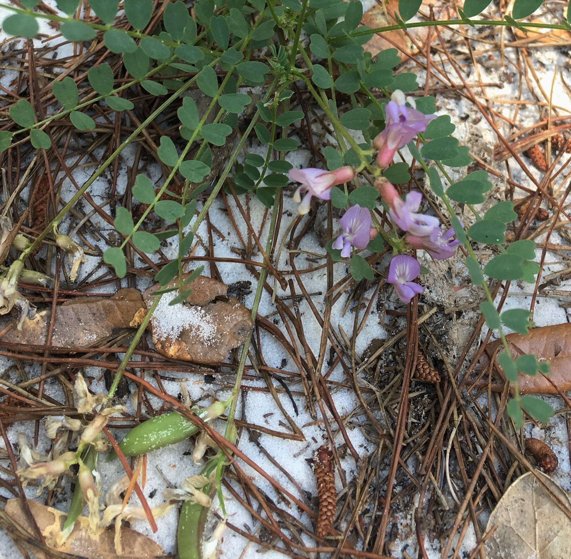 Sivun Astragalus obcordatus Ell. kuva