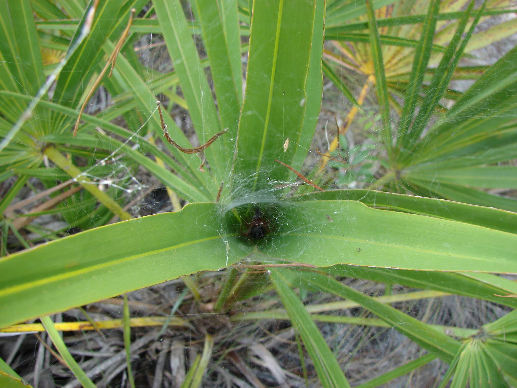 Latrodectus bishopi Kaston 1938的圖片