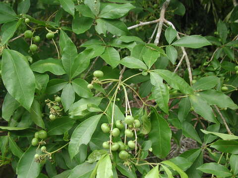 Image of Vitex hemsleyi Briq.