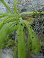 Image of Pinguicula longifolia DC.