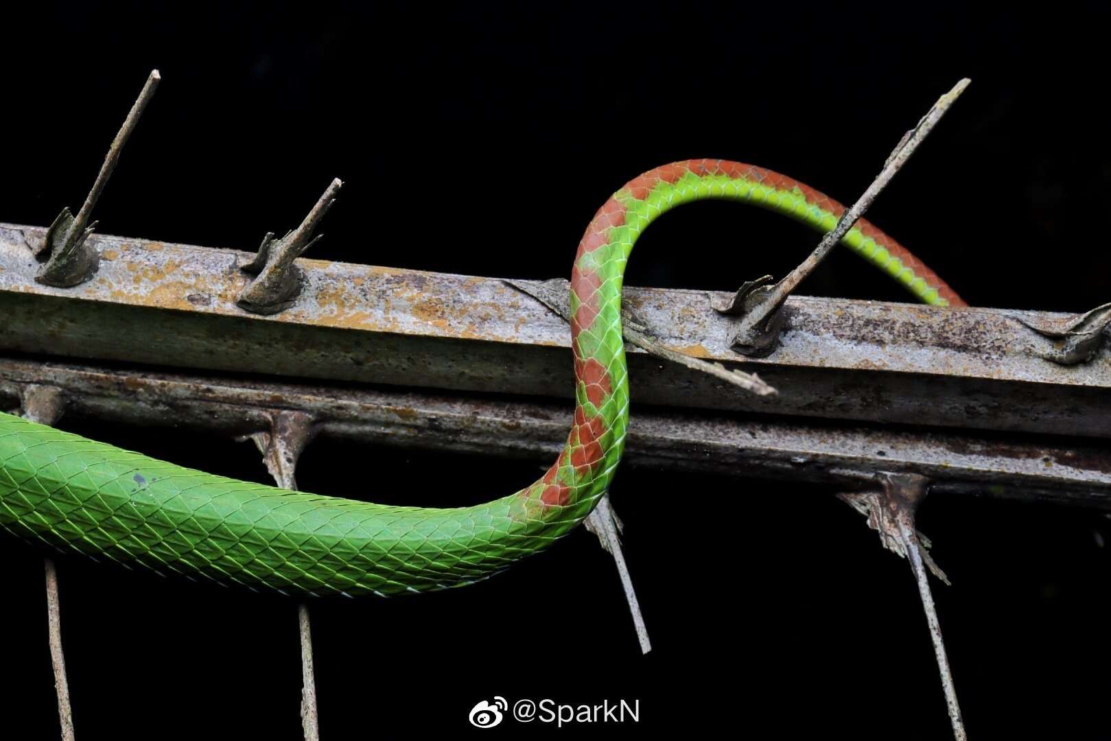 Image of Pope's pit viper