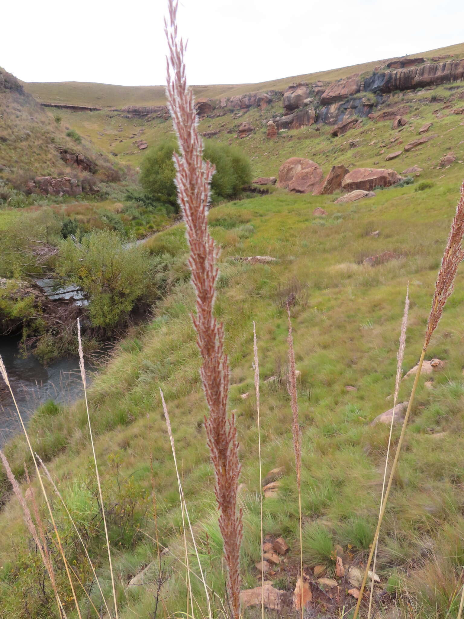 Слика од Miscanthus ecklonii (Nees) Mabb.