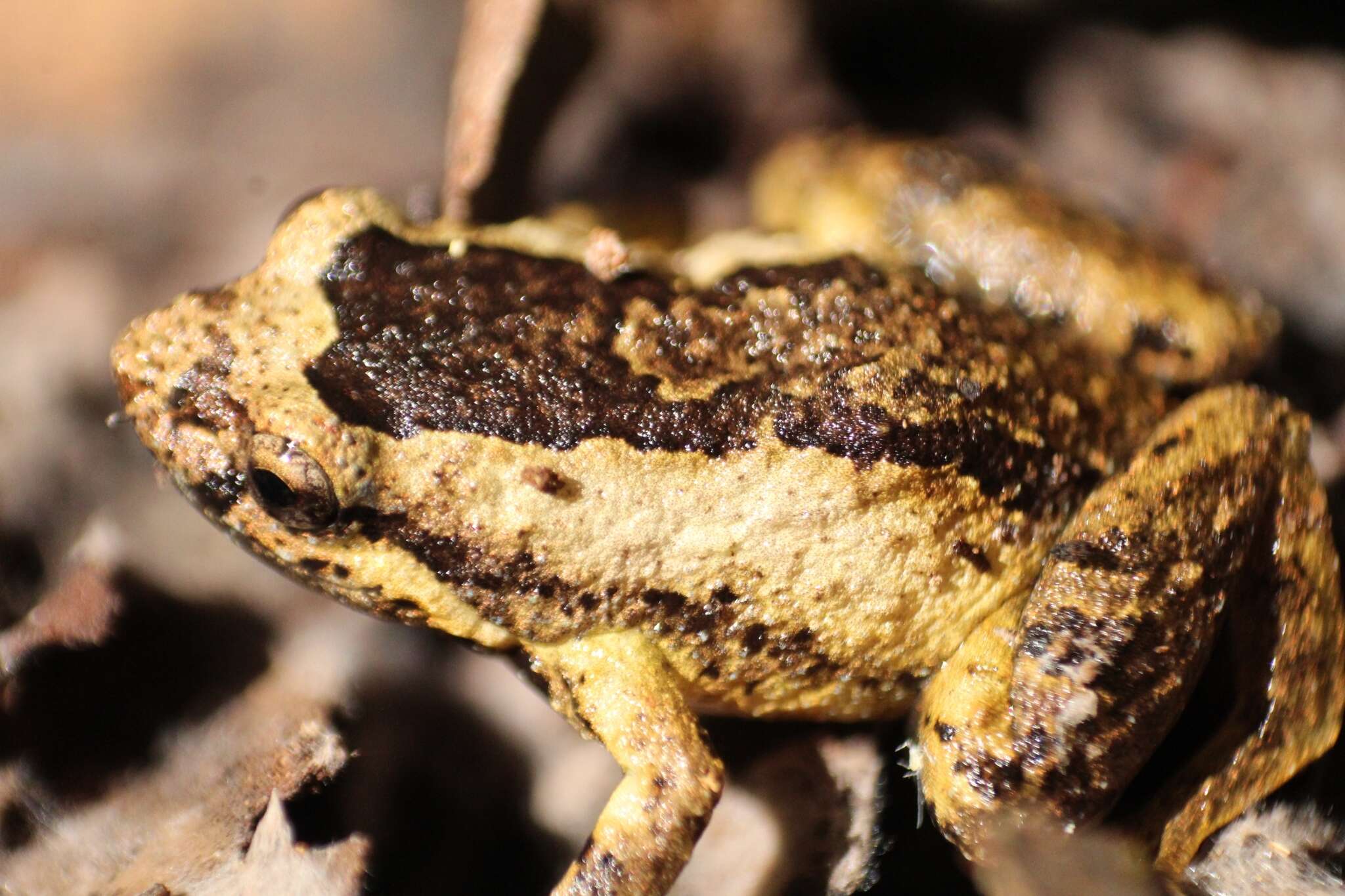 صورة Geocrinia leai (Fletcher 1898)