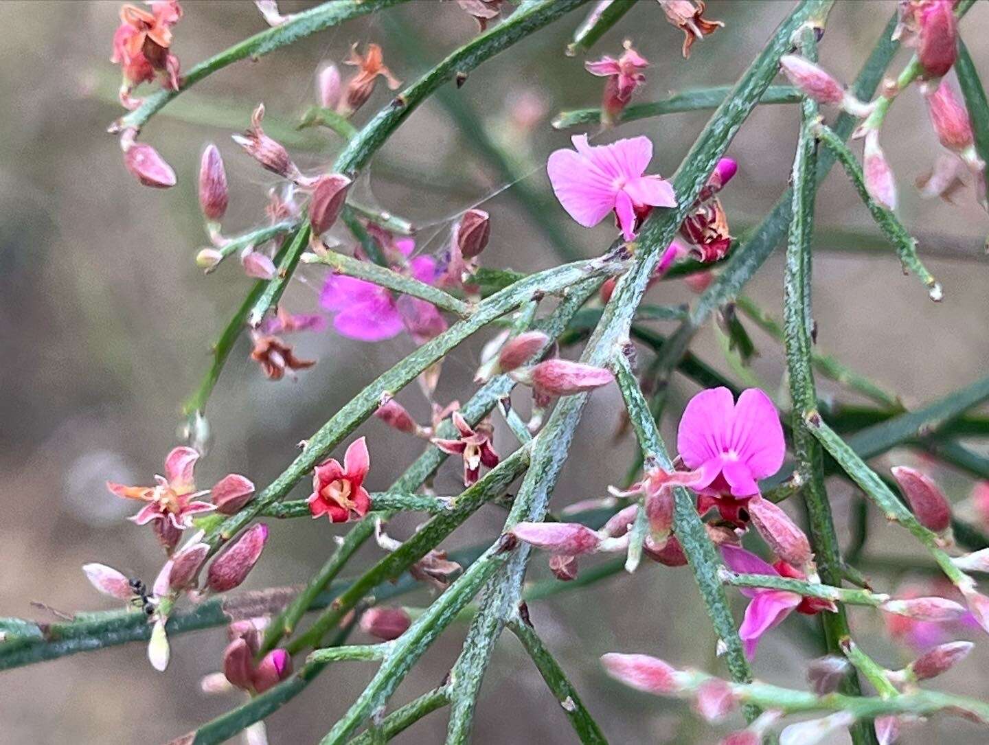 Слика од Jacksonia thesioides Benth.