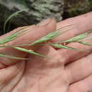 Image of Arizona wheatgrass