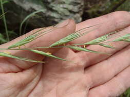 Imagem de Elymus arizonicus (Scribn. & J. G. Sm.) Gould