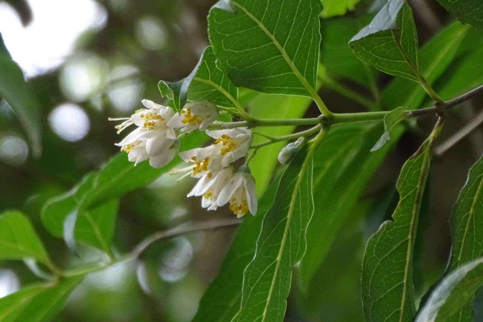 Image of Deutzia pulchra S. Vidal