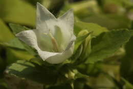 Image of Campanula pendula M. Bieb.