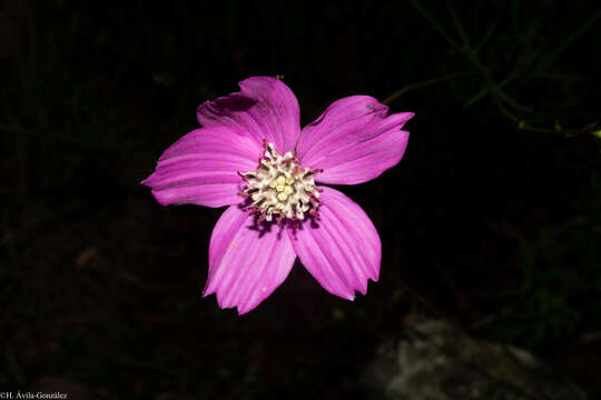 Image of Cosmos ochroleucoflorus Melchert