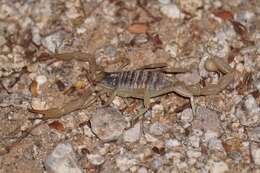 Image of Arizona Hairy Scorpion