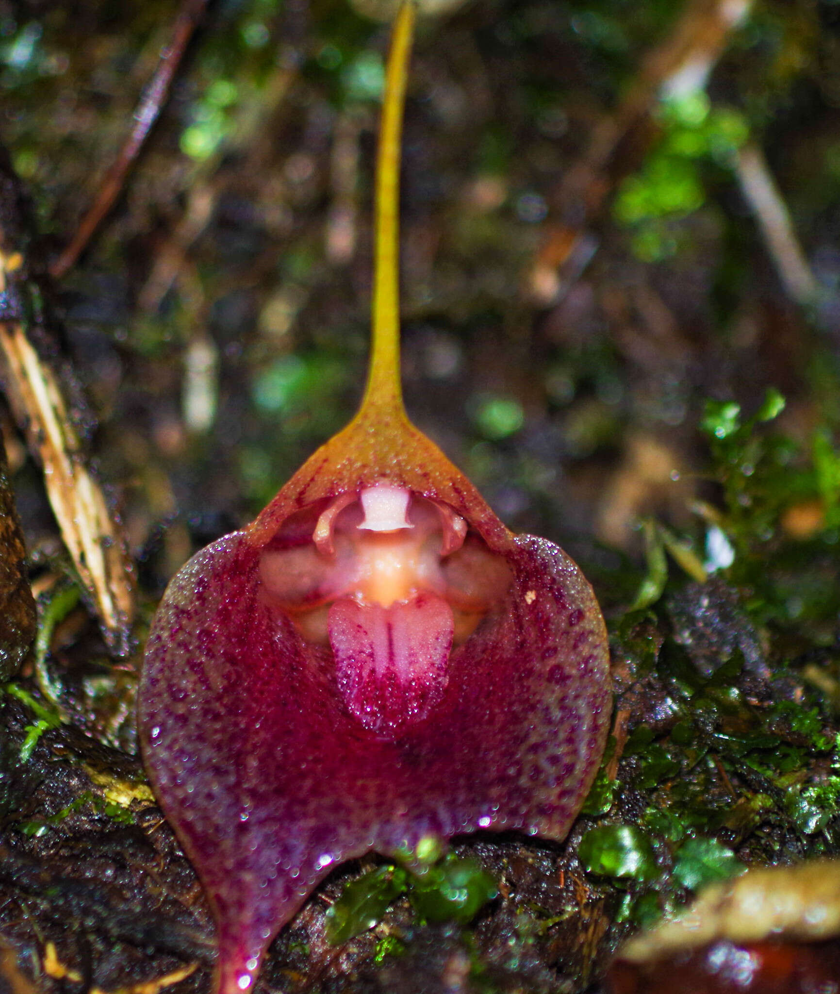 Imagem de Masdevallia angulata Rchb. fil.